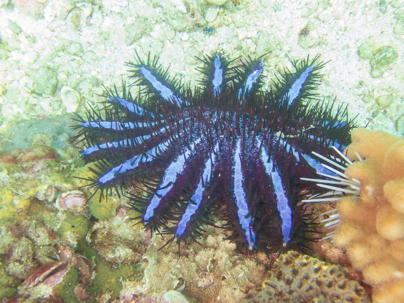 Foto Bintang laut mahkota duri (Acanthaster planci).
