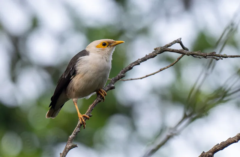 Foto Jalak putih (Acridotheres melanopterus).