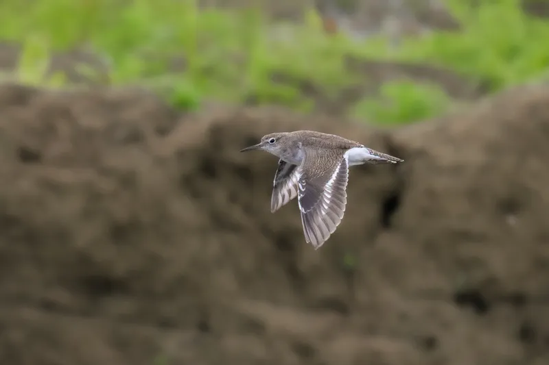 Foto Trinil pantai (Actitis hypoleucos).