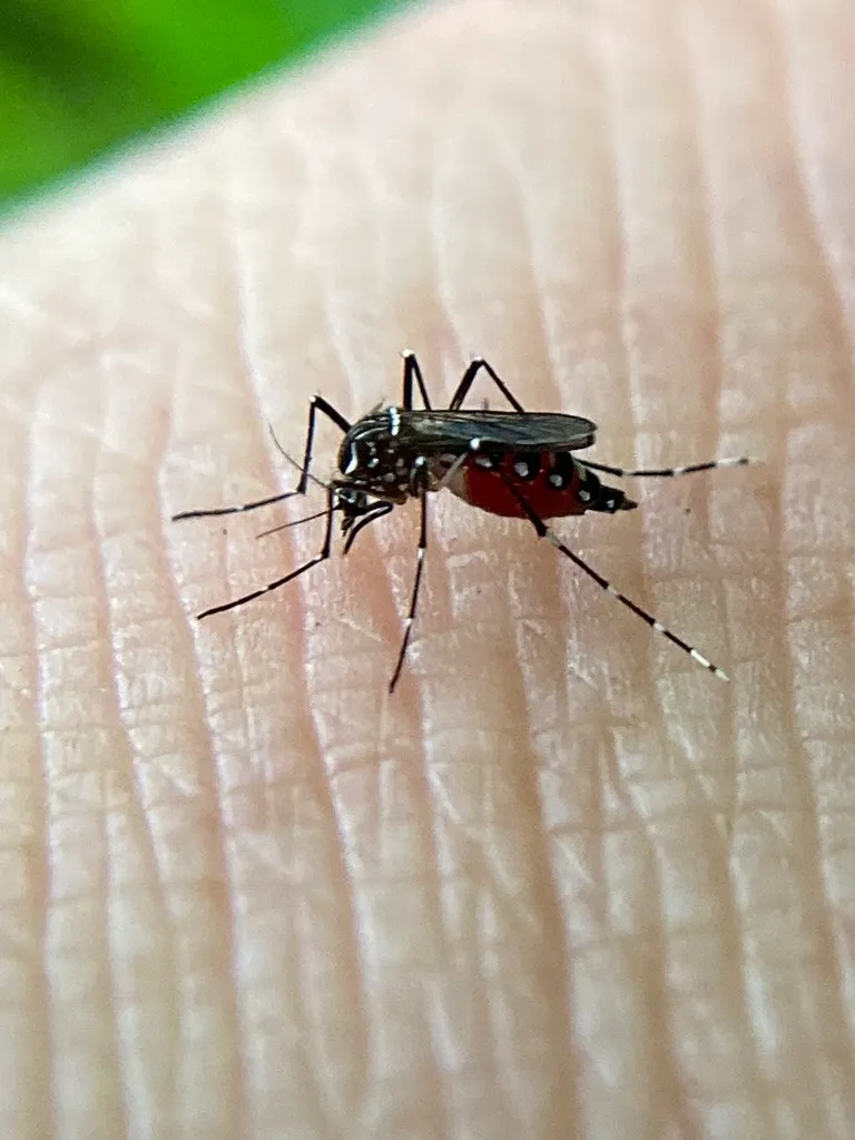 Photograph of Yellow fever mosquito (Aedes aegypti).