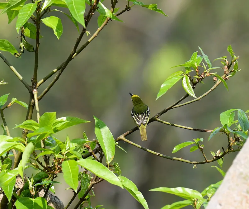 Foto Cipoh kacat (Aegithina tiphia).