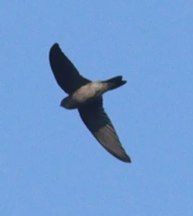 Foto Walet sarang-putih (Aerodramus fuciphagus).