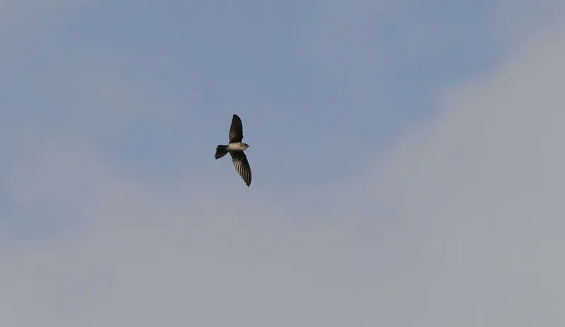 Foto Walet polos (Aerodramus vanikorensis).