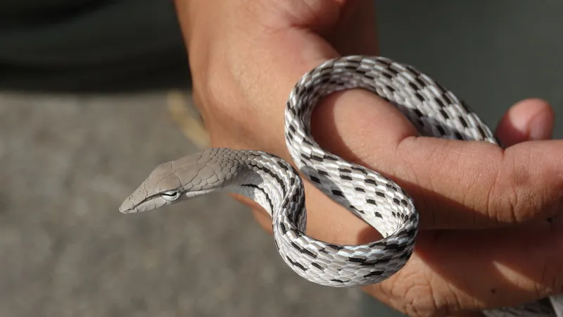 Foto Ular gadung (Ahaetulla prasina).