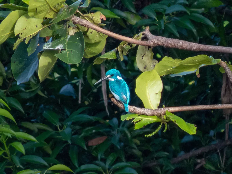 Foto Raja-udang biru (Alcedo coerulescens).