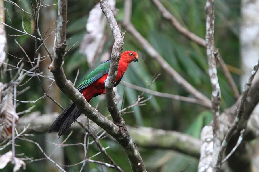 Photograph of Moluccan king parrot (Alisterus amboinensis).