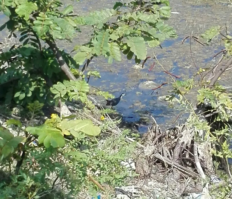 Foto Kareo padi (Amaurornis phoenicurus).