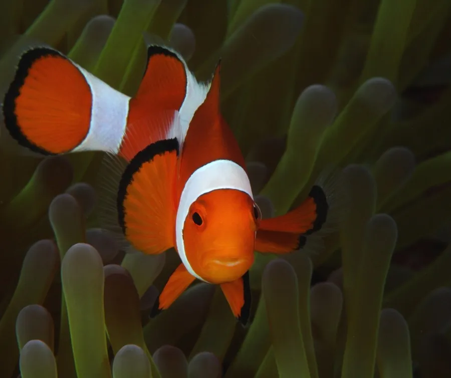 Photograph of Clown anemonefish (Amphiprion ocellaris).