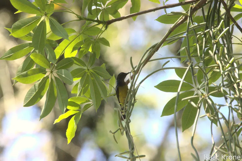 Foto Burung-madu kelapa (Anthreptes malacensis).