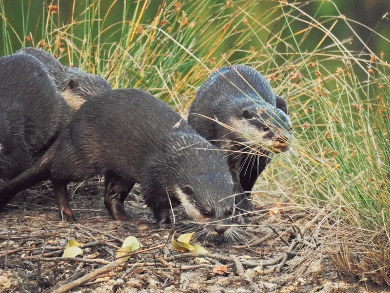 Photograph of Asian small-clawed otter (Aonyx cinereus).