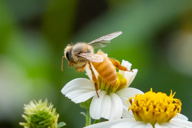 Photograph of Asian honey bee (Apis cerana).