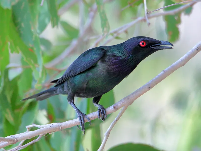 Photograph of Metallic Starling (Aplonis metallica).