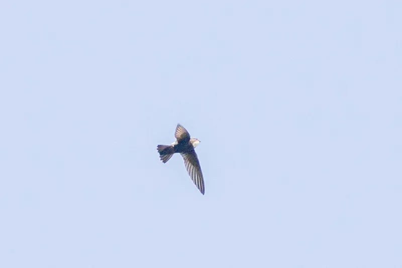 Photograph of House Swift (Apus nipalensis).