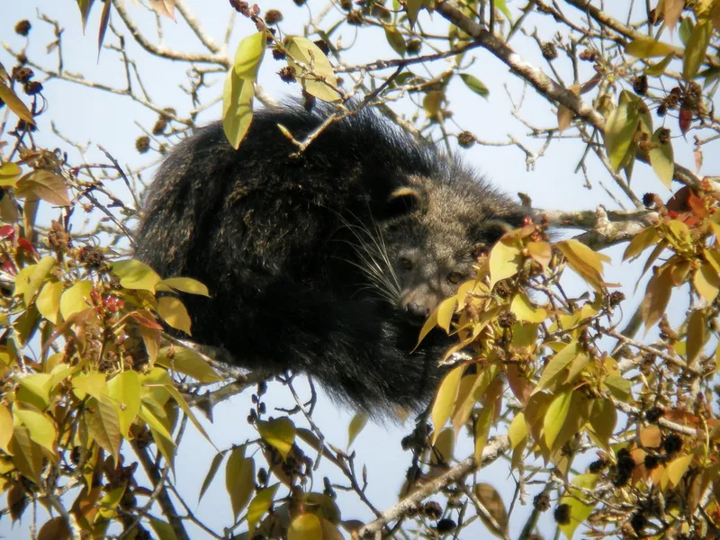 Foto Binturong (Arctictis binturong).