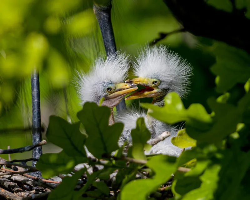 Foto Cangak besar (Ardea alba).