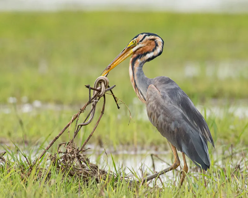 Foto Cangak merah (Ardea purpurea).