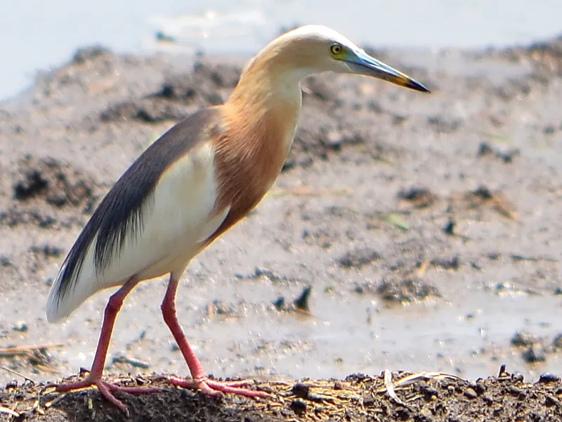 Foto Blekok (Ardeola speciosa).