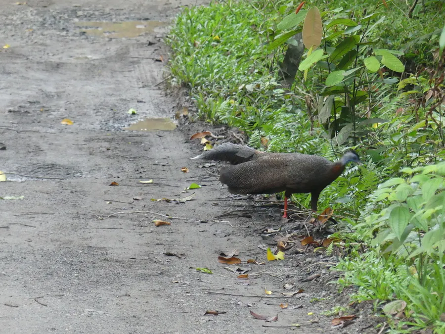 Foto Kuau raja (Argusianus argus).
