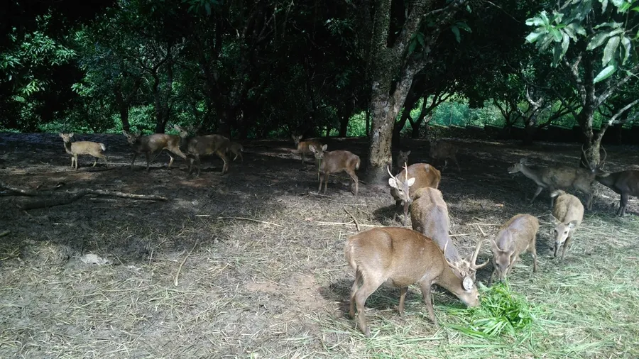 Foto Rusa bawean (Axis kuhlii).