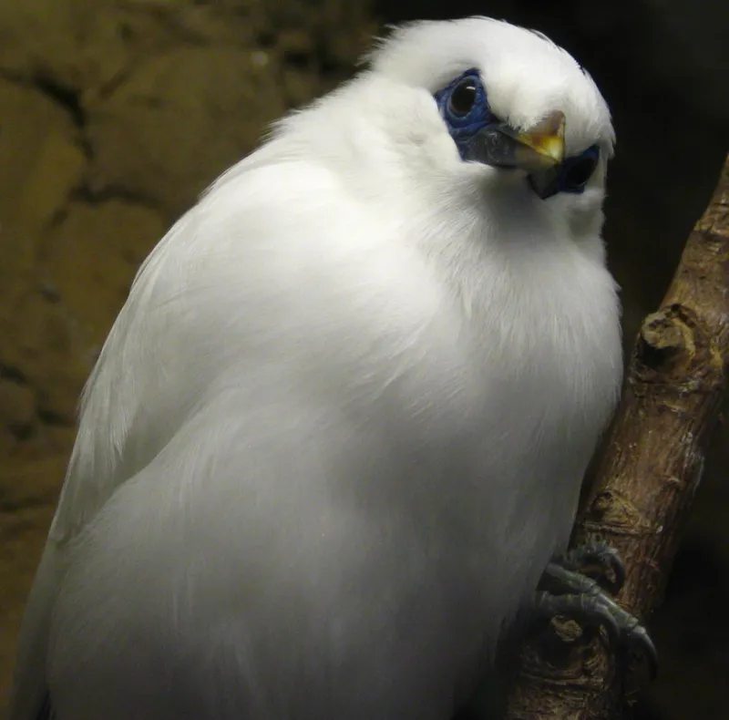 A Bali myna with white plumage and blue skin around its eye.