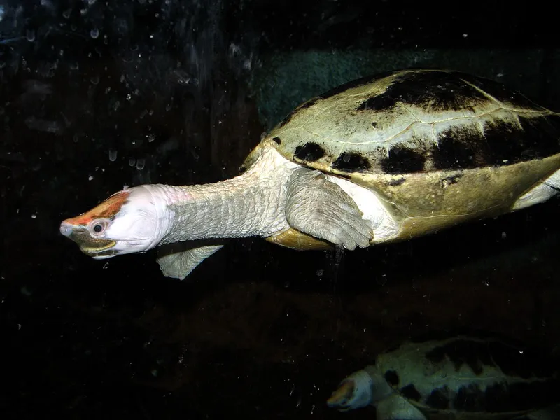 Photograph of Painted terrapin (Batagur borneoensis).
