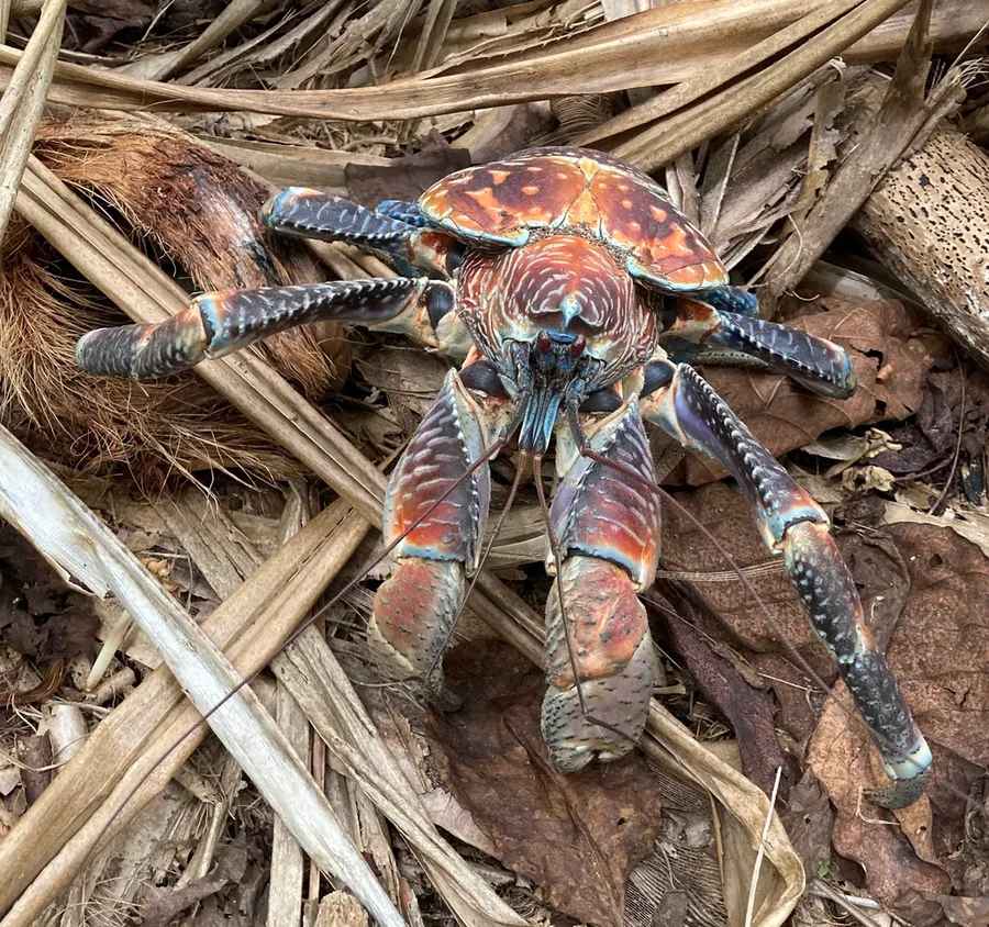 Foto Ketam kenari (Birgus latro).