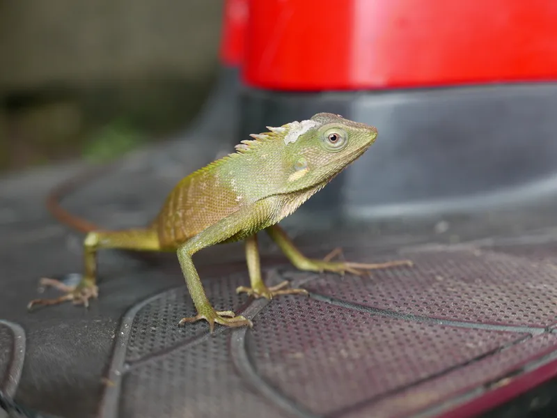 Foto Bunglon Surai (Bronchocela jubata).
