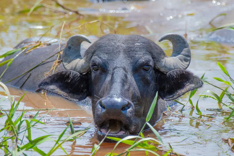 Photograph of Domestic Water Buffalo (Bubalus bubalis).