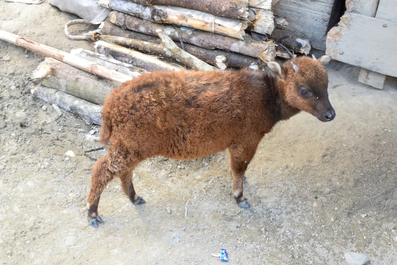 Photograph of Mountain anoa (Bubalus quarlesi).