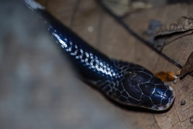 Foto Ular weling (Bungarus candidus).