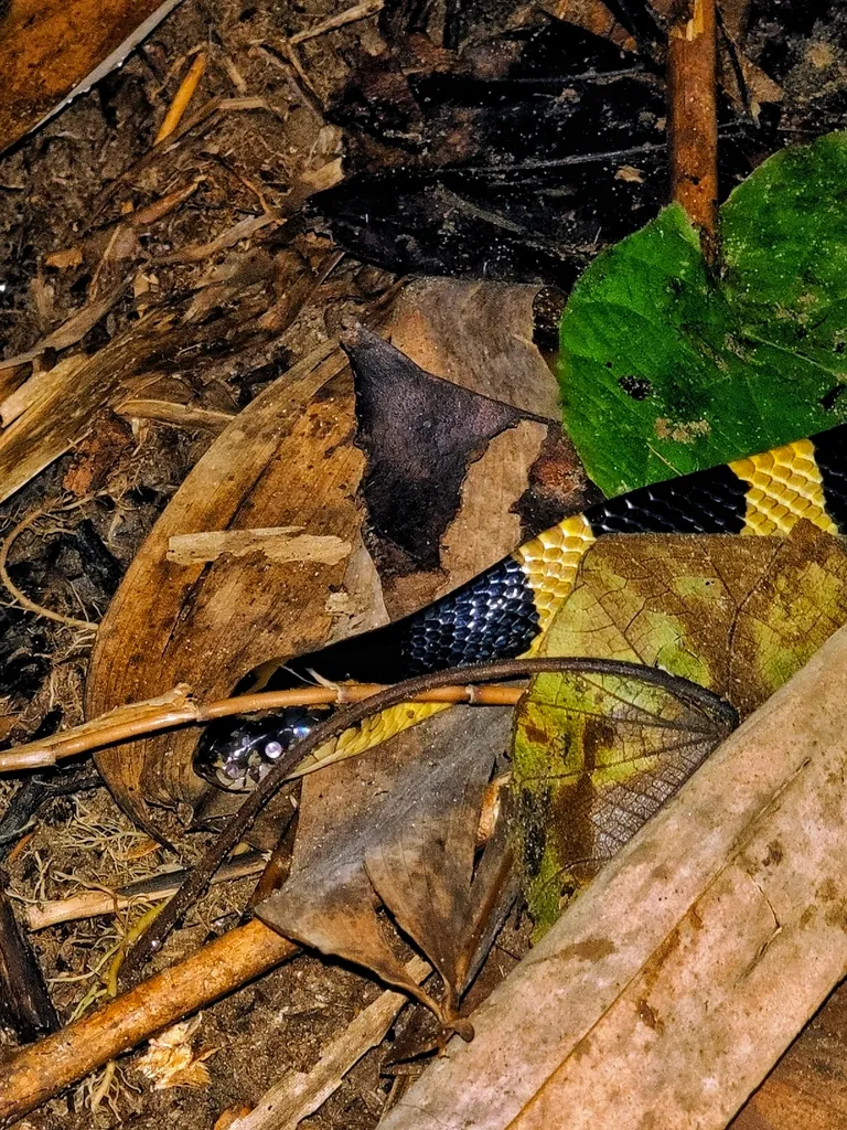Foto Ular welang (Bungarus fasciatus).