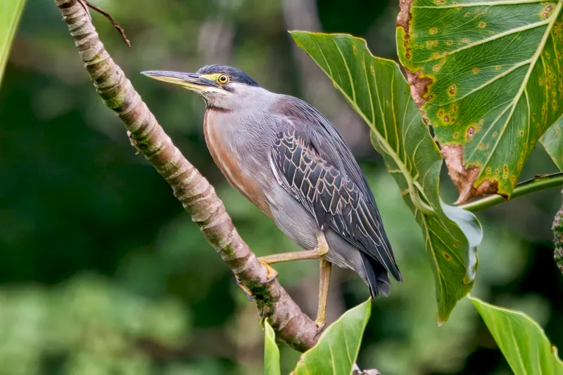 Foto Kokokan laut (Butorides striata).