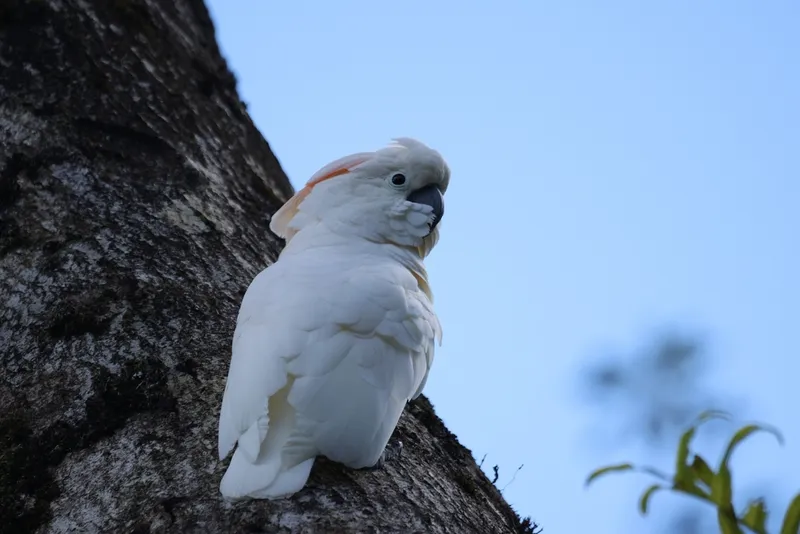 Foto Kakatua Maluku (Cacatua moluccensis).