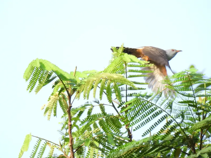Foto Wiwik kelabu (Cacomantis merulinus).