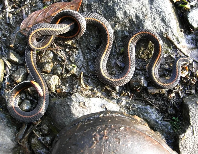 Foto Ular cabai kecil (Calliophis intestinalis).