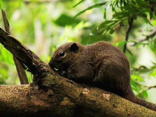 Foto Bajing Kelabu (Callosciurus nigrovittatus).
