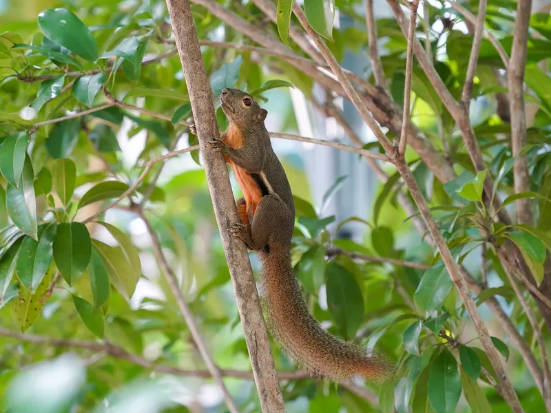 Foto Bajing Kelapa (Callosciurus notatus).