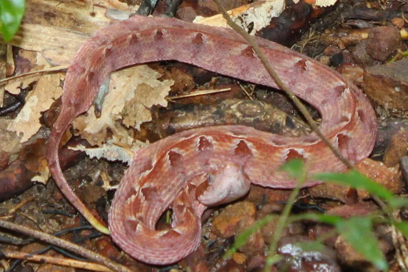 Foto Ular tanah (Calloselasma rhodostoma).