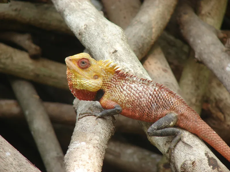 Foto Calotes versicolor.