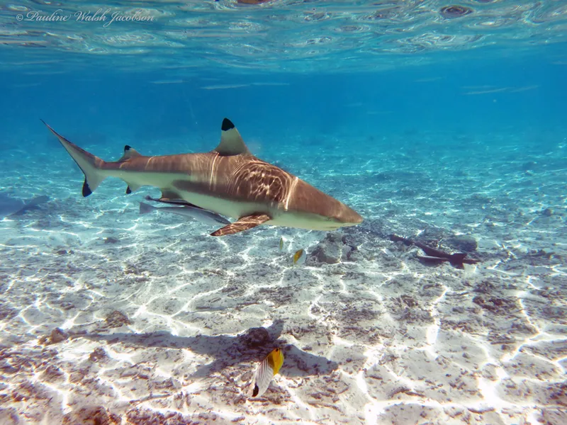 Foto Hiu karang sirip hitam (Carcharhinus melanopterus).