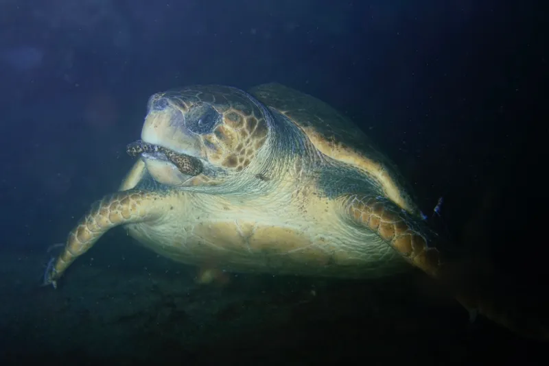 Photograph of Loggerhead turtle (Caretta caretta).