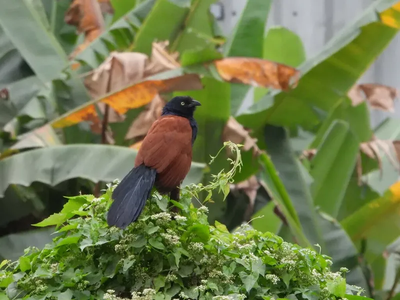 Foto Bubut alang-alang (Centropus bengalensis).