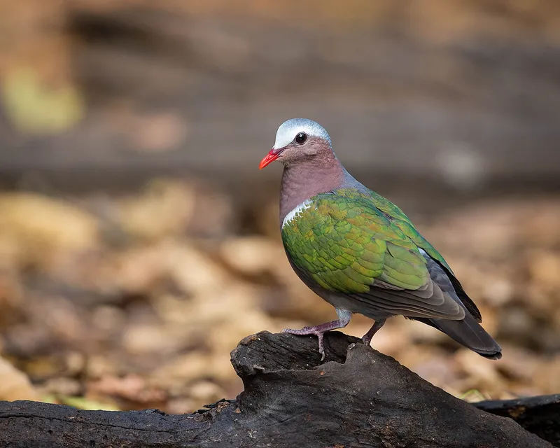 Photograph of Asian Emerald Dove (Chalcophaps indica).