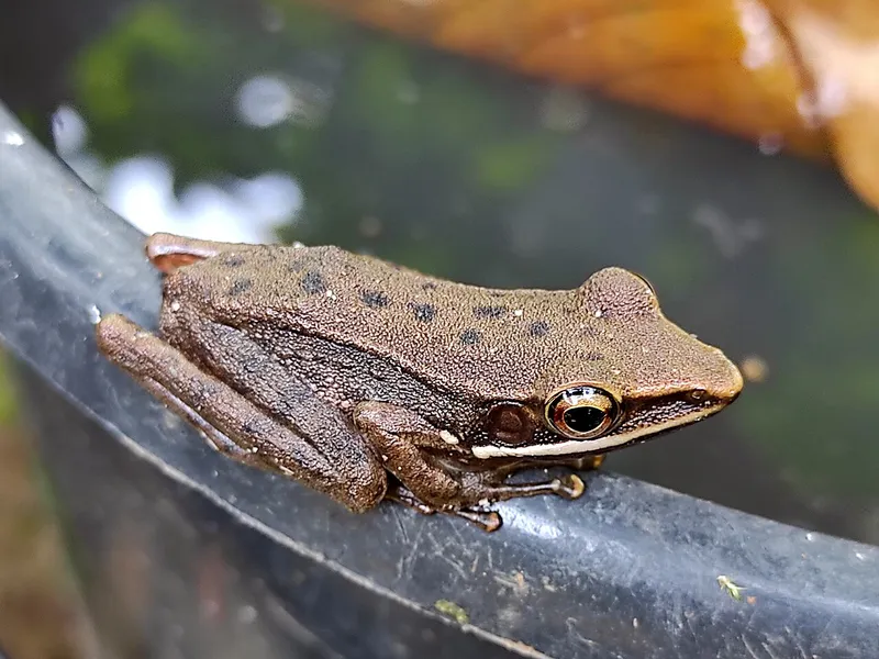 Foto Kongkang kolam (Chalcorana chalconota).