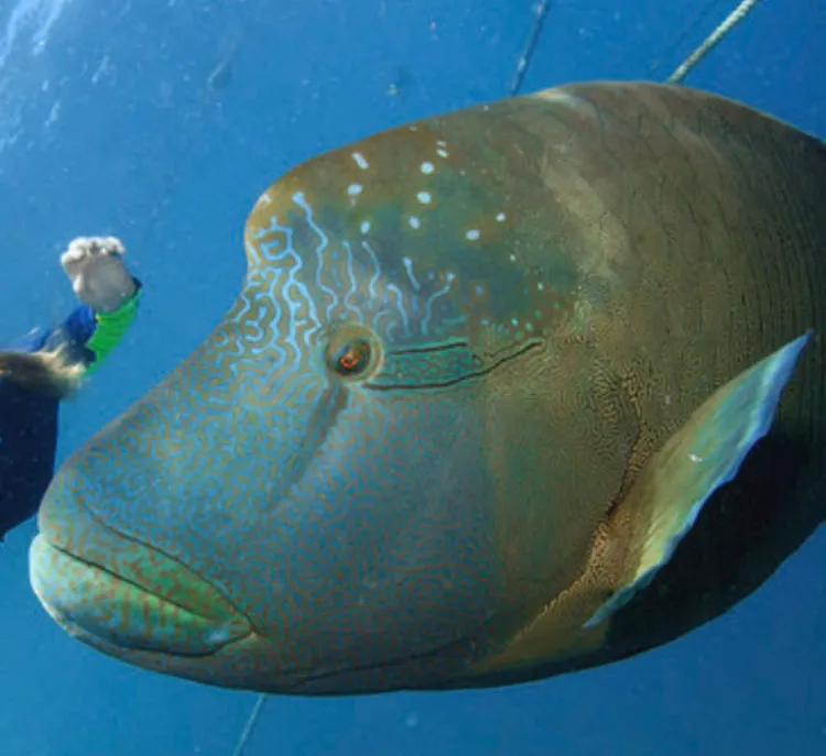 Foto Ikan napoleon (Cheilinus undulatus).
