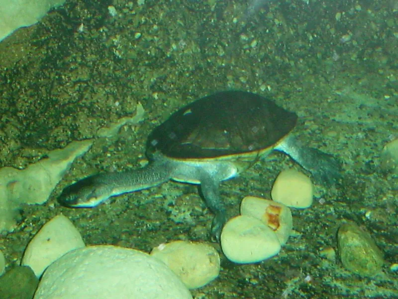Photograph of Rote Island snake-necked turtle (Chelodina mccordi).