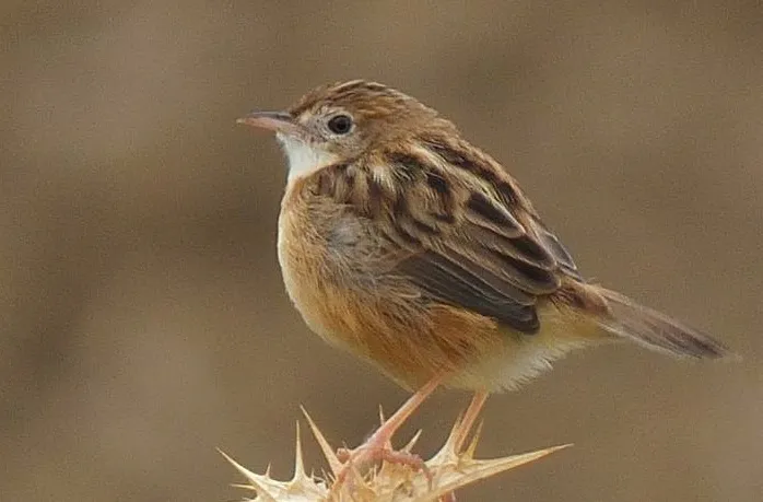 Foto Cici padi (Cisticola juncidis).