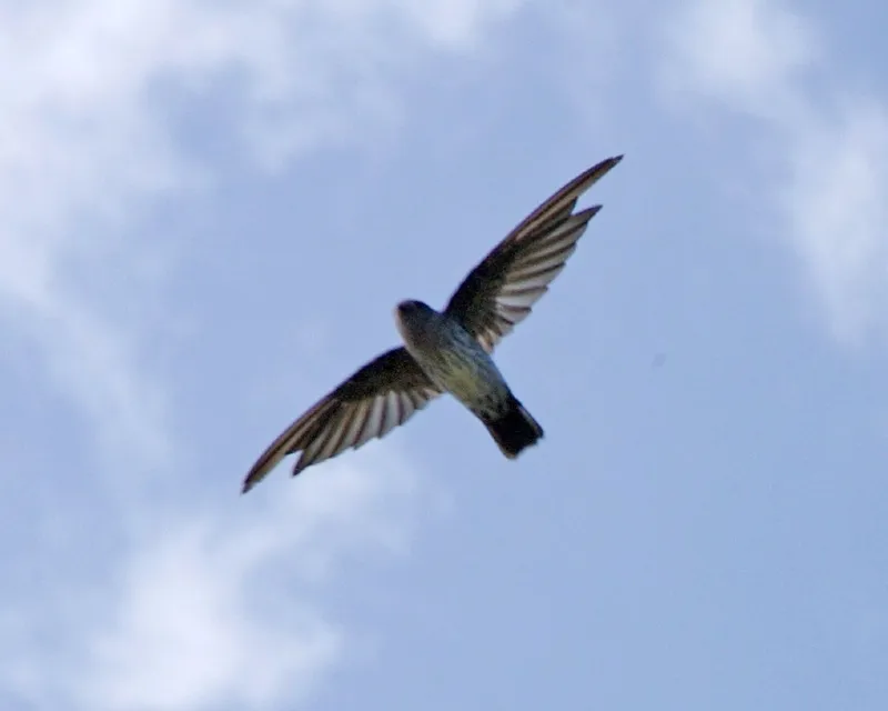 Foto Walet Linchi (Collocalia linchi).
