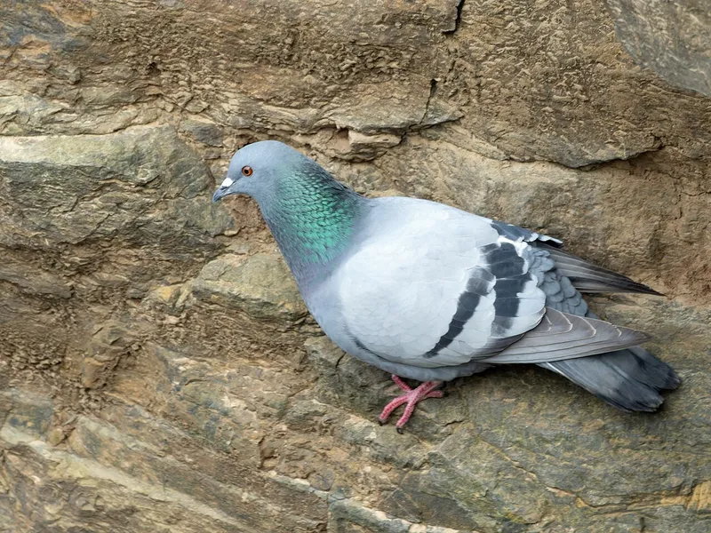 Foto Merpati batu (Columba livia).