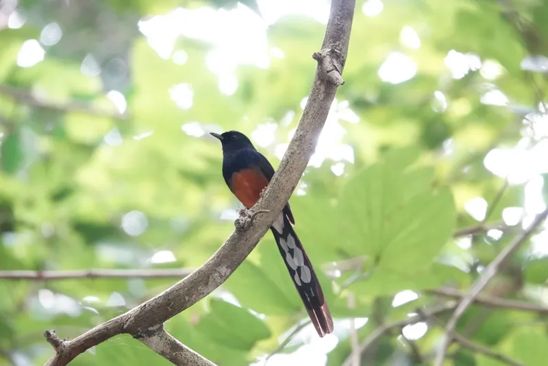 Foto Murai batu (Copsychus malabaricus).